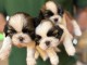 chiot Shih Tzu a donner 