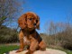 b&eacute;b&eacute; chiot cavalier king charle disponible 