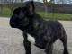 adorable chiot bouledogue fran&ccedil;ais 