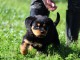 je donne chiot rottweiler 