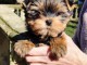 chiot Yorkshire femelle &agrave; donner 