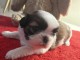 je donne chiot Shih Tzu lof 