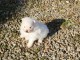 je donne chiot Spitz nain disponible 
