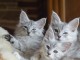 annonce chaton maine coon disponible 