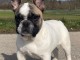 magnifique chiot bouledogue fran&ccedil;ais &agrave; donner 