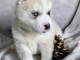 chiot husky sib&eacute;rien &agrave; donner 