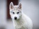 chiot husky sib&eacute;rien &agrave; donner 