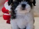 je donne chiot Shih Tzu lof 
