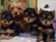 adoption chiot Yorkshire terrier 
