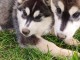 chiot husky sib&eacute;rien adorable 