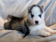 je donne chiot husky sib&eacute;rien 