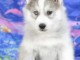 Chiot husky sib&eacute;rien &agrave; donner 