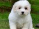 Chiot coton de Tul&eacute;ar a donner 