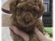chiot caniche disponible pour adoption 