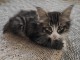 b&eacute;b&eacute; chaton norv&eacute;gien a donner deux 