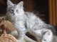 je donne chaton Maine coon 