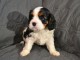 je donne chiot cavalier king charle 