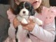 je donne chiot cavalier king charle disponible 