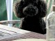 magnifique chiot cockapoo disponible 