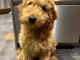 Dons b&eacute;b&eacute; chiot cockapoo disponible 