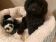 chiot cockapoo disponible pour adoption 