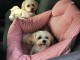 chiot type bichon maltais disponible 