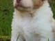 magnifique chiot berger australien disponible 