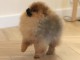 magnifique chiot spitz allemand 