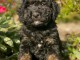 adorable chiot cockapoo disponible 