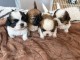 adoption chiot Shih Tzu lof 