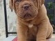 magnifique chiot dogue bordeaux a donner 