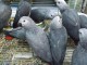 Dons perroquet gris du Gabon 