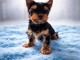 chiot Yorkshire femelle &agrave; donner 
