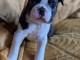 chiot type boston terrier femelle 