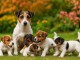 Jolis chiots Jack Russell pure race