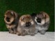 Chiots Spitz pure race