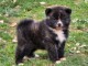 chiot Akita inu disponible 