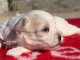 &agrave; donner chiot bichon maltais disponible 