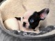je donne chiot bouledogue fran&ccedil;ais disponible 