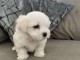 je donne chiot bichon maltais 