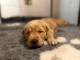 chiot golden retriever m&acirc;le a donner 