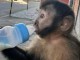 singe capucin m&acirc;le et femelle disponible 