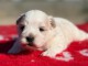 chiot bichon maltais &agrave; donner 