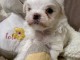chiot bichon maltais &agrave; donner 