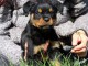 je donne chiot rottweiler disponible 