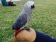 perroquet gris du Gabon pour adoption femelle 