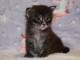 magnifique chaton maine coon disponible 