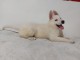 je donne chiot berger blanc suisse 