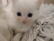 chaton ragdoll femelle a donner 