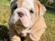 chiot bulldog anglais m&acirc;le 